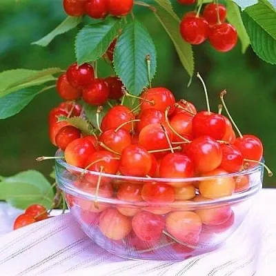 Черешня НАСЛАЖДЕНИЕ в Новокузнецке