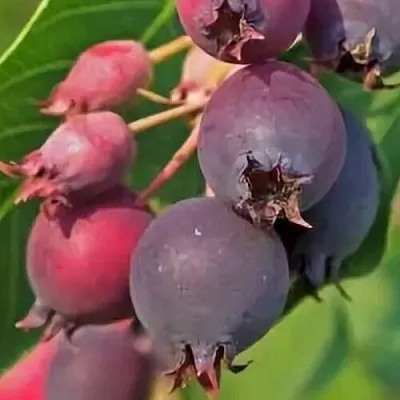 Ирга MANDAN  Ирга MANDAN в Новокузнецке