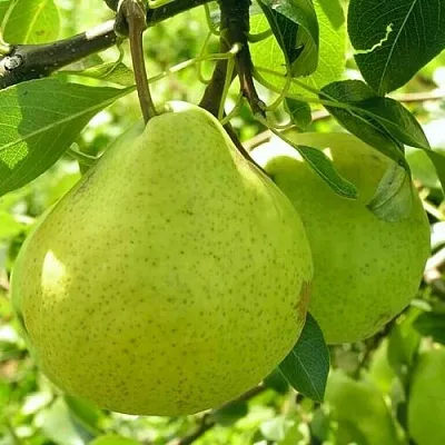 Груша ДАЛИКОР колонновидная  Груша ДАЛИКОР колонновидная в Новокузнецке