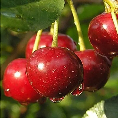 Дюк ПРЕВОСХОДНАЯ ВЕНЬЯМИНОВА  Дюк ПРЕВОСХОДНАЯ ВЕНЬЯМИНОВА в Новокузнецке