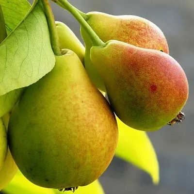 Груша в Новокузнецке