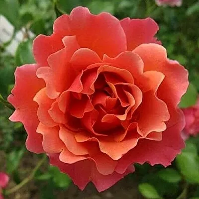 Саженцы роз ЖАН КОКТО флорибунда  Саженцы роз ЖАН КОКТО флорибунда в Новокузнецке