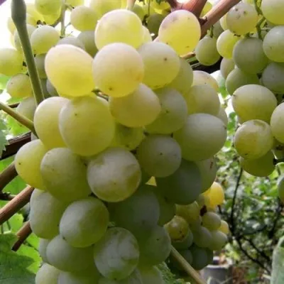 Виноград ТАЛИСМАН в Новокузнецке