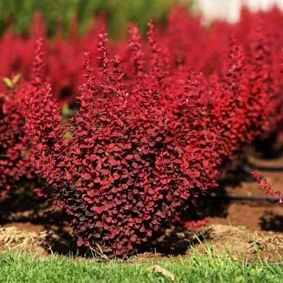 Барбарис ОРАНЖ РОКЕТ тунберга  Барбарис ОРАНЖ РОКЕТ тунберга в Новокузнецке