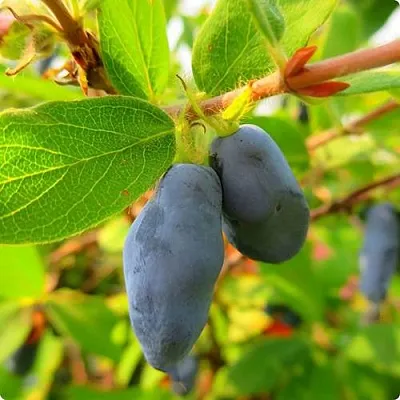 Жимолость съедобная БОРЕАЛ БЛИЗЗАРД (СЕВЕРНАЯ МЕТЕЛЬ)  Жимолость съедобная БОРЕАЛ БЛИЗЗАРД (СЕВЕРНАЯ МЕТЕЛЬ) в Новокузнецке