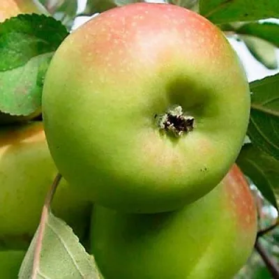 Яблоня БРАТ ЧУДНОГО стелющаяся в Новокузнецке