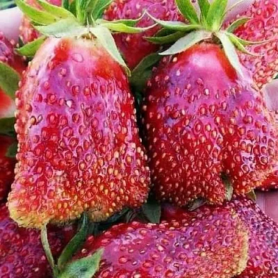 Клубника КУПЧИХА  Клубника КУПЧИХА в Новокузнецке