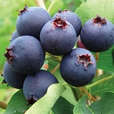 Ирга в Новокузнецке