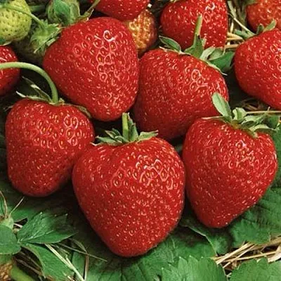 Клубника КОРОНА  Клубника КОРОНА в Новокузнецке