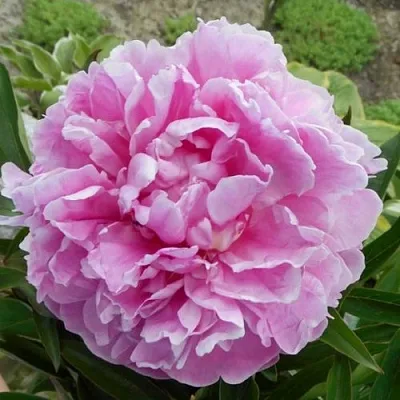 Пион РИМ травянистый  Пион РИМ травянистый в Новокузнецке