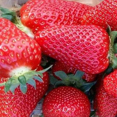 Клубника АМИ  Клубника АМИ в Новокузнецке