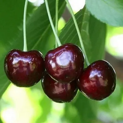 Черешня ЛЕНИНГРАДСКАЯ ЧЁРНАЯ в Новокузнецке