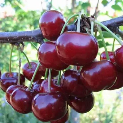 Дюк ИВАНОВНА  Дюк ИВАНОВНА в Новокузнецке