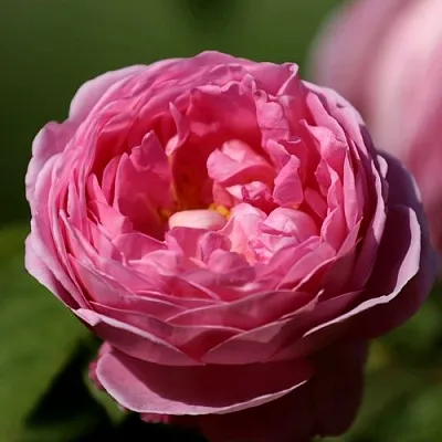 Саженцы роз ПИНК ЭКСПРЕШН флорибунда  Саженцы роз ПИНК ЭКСПРЕШН флорибунда в Новокузнецке