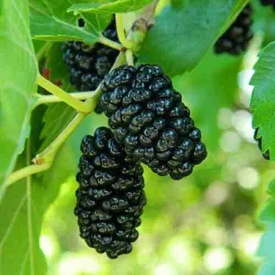 Шелковица в Новокузнецке