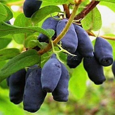 Жимолость съедобная МОСКОВСКАЯ  Жимолость съедобная МОСКОВСКАЯ в Новокузнецке