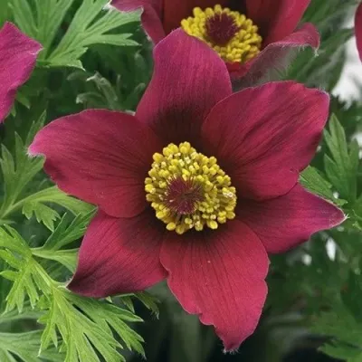 Прострел ПИНВИЛ РЕД ШЕЙДЕС в Новокузнецке