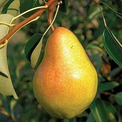 Груша ВЕЛЕСА  Груша ВЕЛЕСА в Новокузнецке