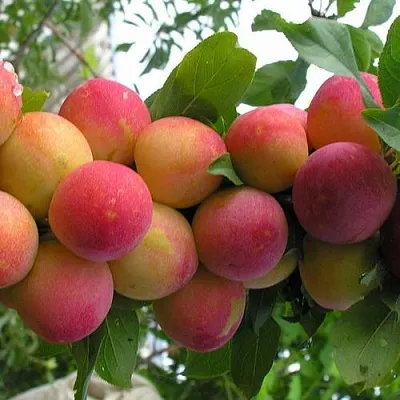 Слива СКОРОПЛОДНАЯ в Новокузнецке