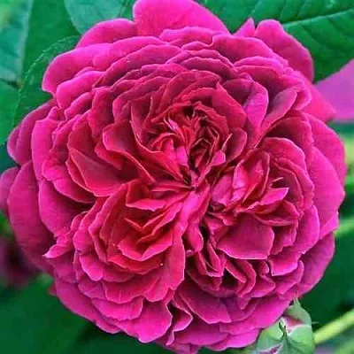 Саженцы роз ВИЛЬЯМ ШЕКСПИР английская  Саженцы роз ВИЛЬЯМ ШЕКСПИР английская в Новокузнецке