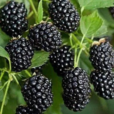 Бесшипная в Новокузнецке