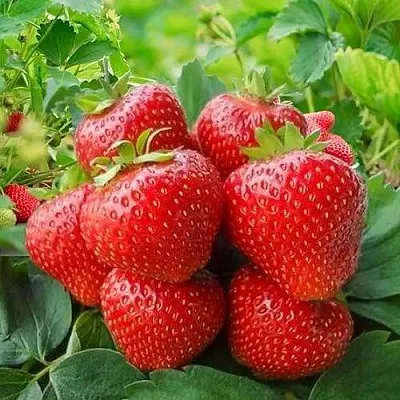 Клубника КИМБЕРЛИ  Клубника КИМБЕРЛИ в Новокузнецке