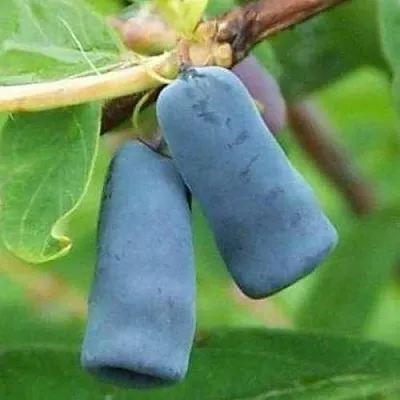 Жимолость съедобная ЗИНРИ  Жимолость съедобная ЗИНРИ в Новокузнецке