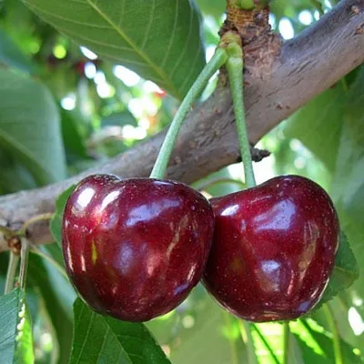 Черешня СЮБАРОВСКАЯ в Новокузнецке