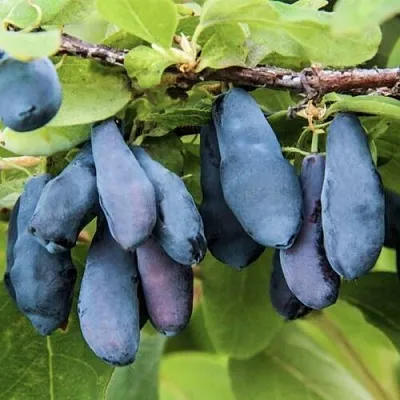 Жимолость съедобная СИБИРЯЧКА  Жимолость съедобная СИБИРЯЧКА в Новокузнецке