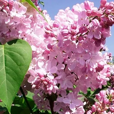 Сирень АДЕЛИНА  Сирень АДЕЛИНА в Новокузнецке