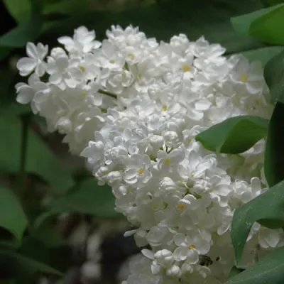 Сирень РУССКИЙ СЕВЕР  Сирень РУССКИЙ СЕВЕР в Новокузнецке