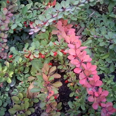 Барбарис ГРИН КАРПЕТ тунберга  Барбарис ГРИН КАРПЕТ тунберга в Новокузнецке