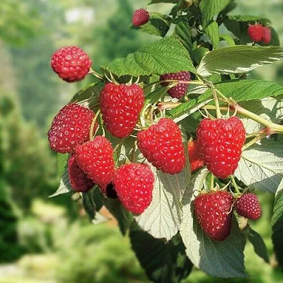 Малина РУБИФОЛ  Малина РУБИФОЛ в Новокузнецке