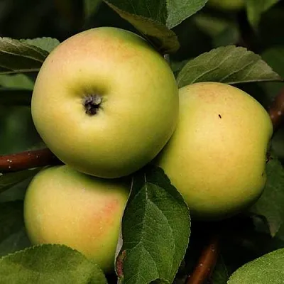 Яблоня ДАНИЛА в Новокузнецке