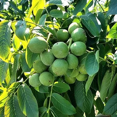 Грецкий орех  ИЗЯЩНЫЙ в Новокузнецке