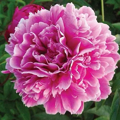 Пион ПУРПУРНАЯ ФЕЕРИЯ травянистый  Пион ПУРПУРНАЯ ФЕЕРИЯ травянистый в Новокузнецке