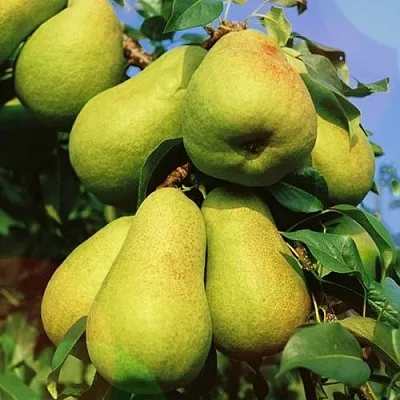 Груша НЕЖНОСТЬ колонновидная	  Груша НЕЖНОСТЬ колонновидная	 в Новокузнецке