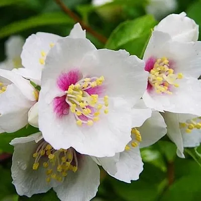 Жасмин БЕЛЬ ЭТУАЛЬ  Жасмин БЕЛЬ ЭТУАЛЬ в Новокузнецке