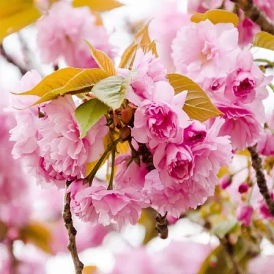 Сакура КАНЗАН  Сакура КАНЗАН в Новокузнецке