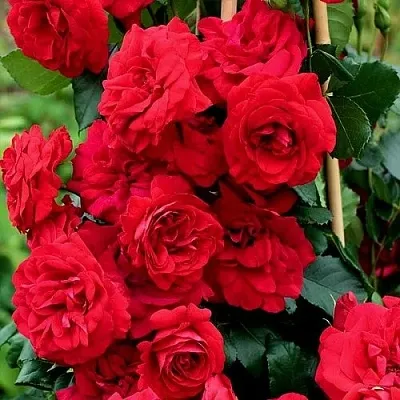 Саженцы роз АМАДЕУС плетистая  Саженцы роз АМАДЕУС плетистая в Новокузнецке