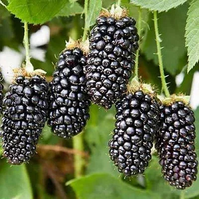 Ежевика КАРАКА БЛЭК в Новокузнецке