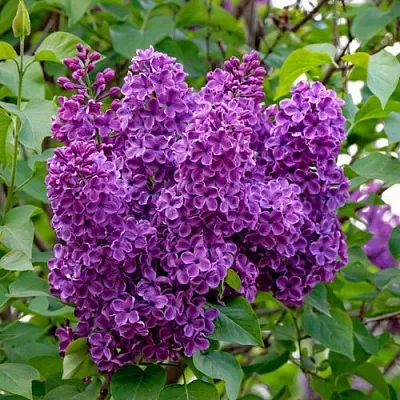 Сирень СУМЕРКИ  Сирень СУМЕРКИ в Новокузнецке