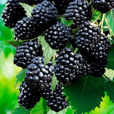 Ежевика ЛОХТЕЙ бесшипная  Ежевика ЛОХТЕЙ бесшипная в Новокузнецке