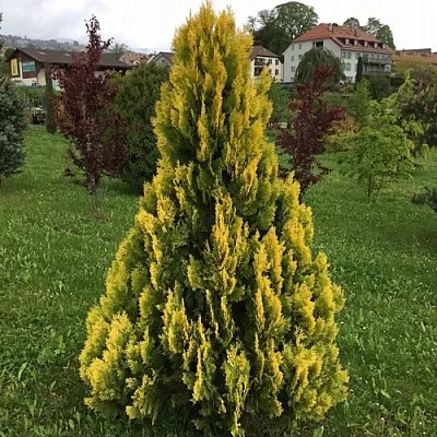 Туя ЕЛЛОУ РИББОН западная в Новокузнецке