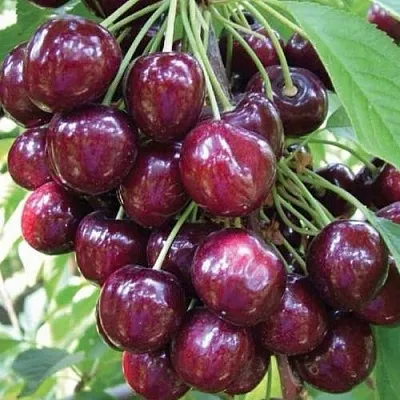 Черешня СЭМ колонновидная в Новокузнецке