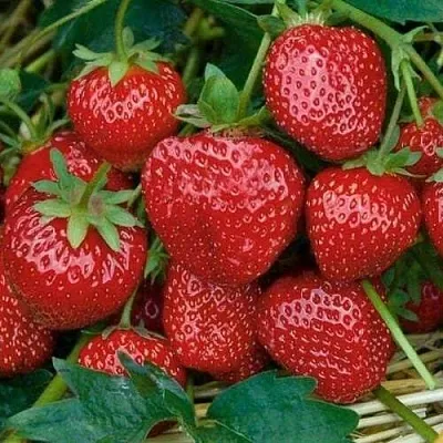 Клубника СЕЛЬВА ремонтантная  Клубника СЕЛЬВА ремонтантная в Новокузнецке