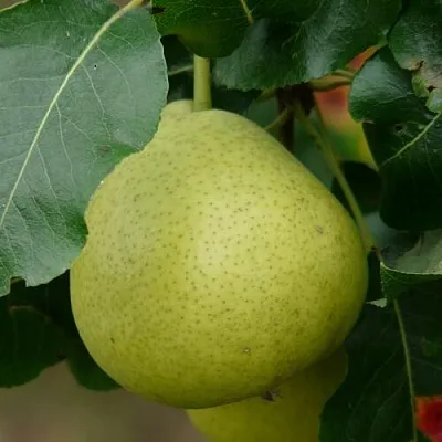 Груша САНРЕМО колонновидная  Груша САНРЕМО колонновидная в Новокузнецке