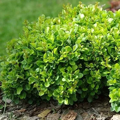 Барбарис КОБОЛЬД тунберга  Барбарис КОБОЛЬД тунберга в Новокузнецке