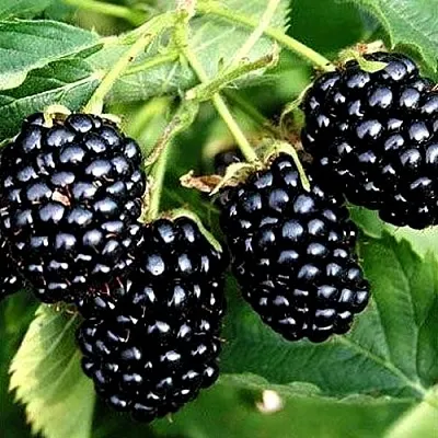 Ежевика ПРАЙМ АРК ТРЕВЕЛЕР ремонтантная в Новокузнецке