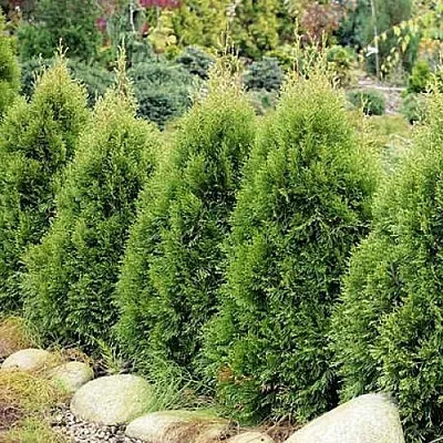 Туя СМАРАГД ВИТБОНТ западная в Новокузнецке